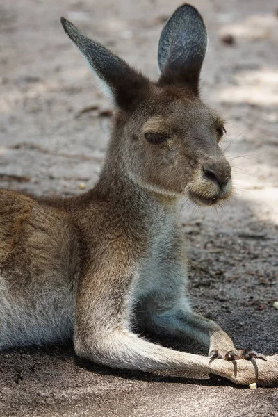 Canguru cinzento ocidental, Macropus fuliginosus — Fotografia de Stock