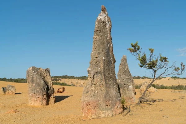 Nambung Національний парк, Західна Австралія — стокове фото