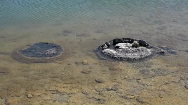 Stromatolite Jezeře Thetis Národní Park Nambung Západní Austrálie — Stock video