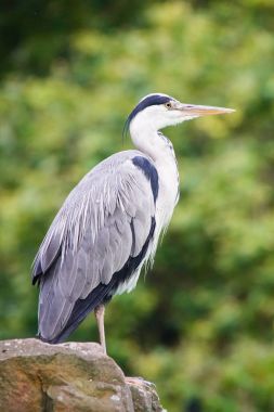 Gri balıkçıl, Ardea cinerea