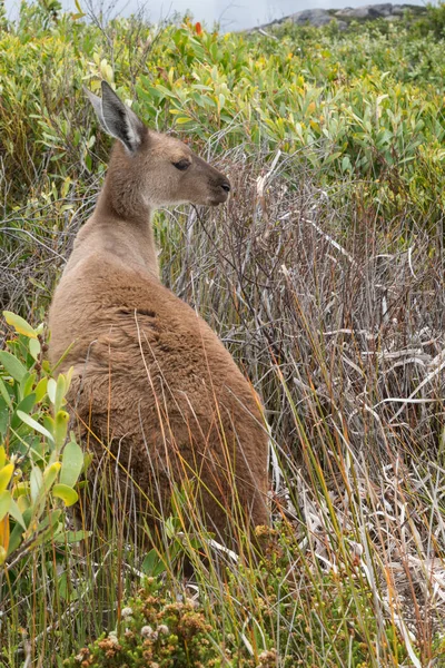 Western gri kanguru, Macropus fuliginosus — Stok fotoğraf