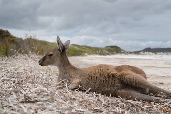 Cape Le Grand National Park, Batı Avustralya — Stok fotoğraf