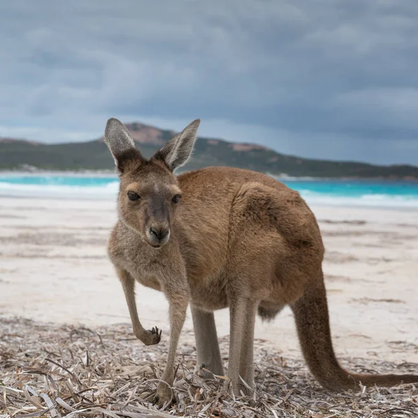 Cape Le Grand National Park, Nyugat-Ausztrália — Stock Fotó