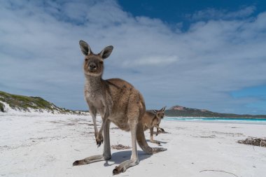 Cape Le Grand National Park, Batı Avustralya