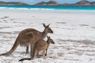 Cape Le Grand National Park, Batı Avustralya