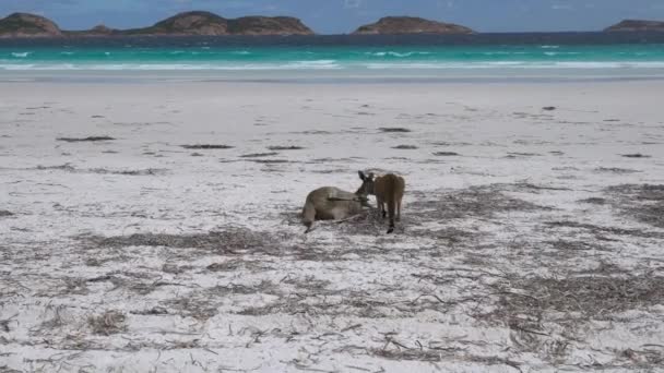 Kangury Białych Piaskach Plaży Lucky Bay Park Narodowy Grand Cape — Wideo stockowe