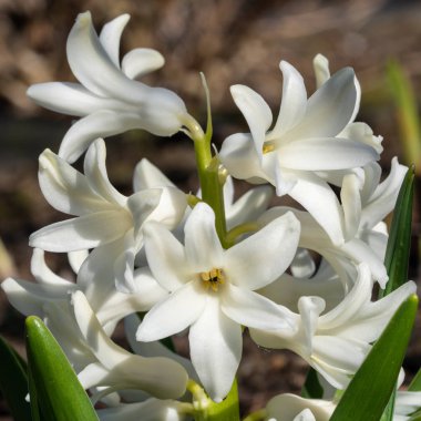 Yaygın Hyacinth, Hyacinthus orientalis
