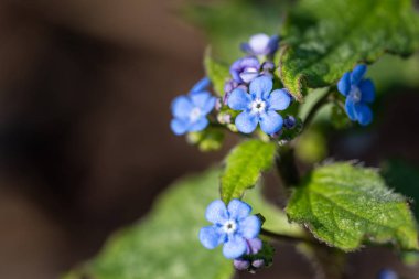 Sibirya böceği parlatıcısı, Brunnera makrophylla
