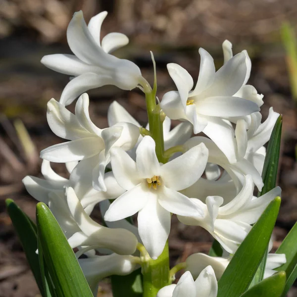 Jacinto común, Hyacinthus orientalis — Foto de Stock