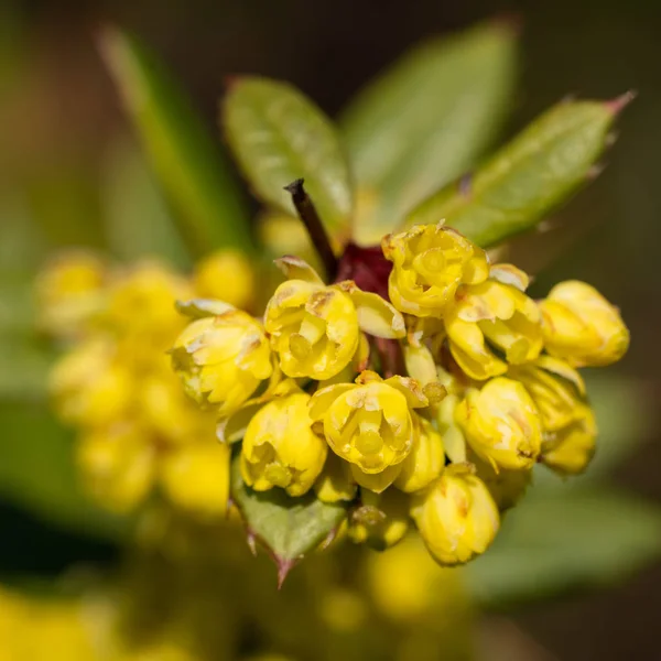 Wintergreen barberry, Berberis julianae — Stock Photo, Image