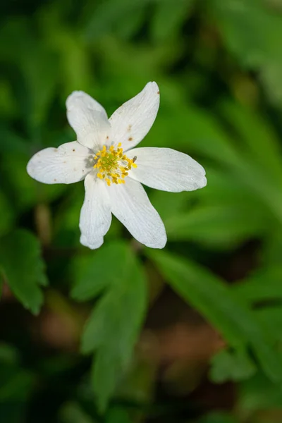 Fleur de vent, Anemone nemorosa — Photo