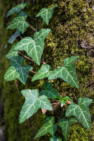 Edera e tronco d'albero Foto Stock Royalty Free