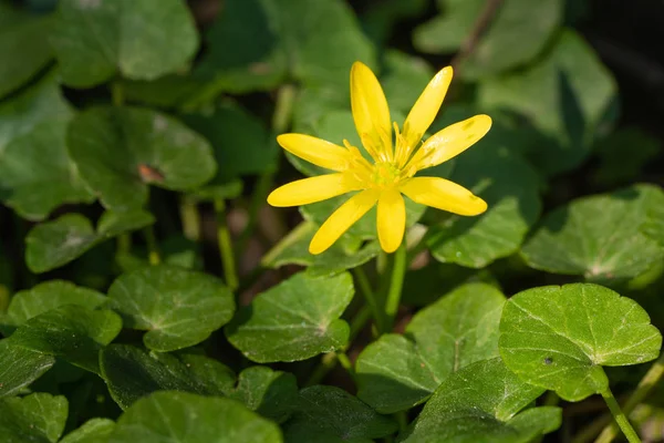 Smörblomma, ficaria verna — Stockfoto