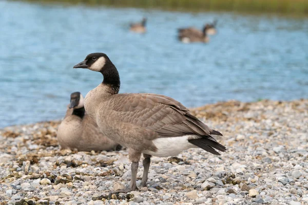 Канадский гусь, Branta canadensis — стоковое фото