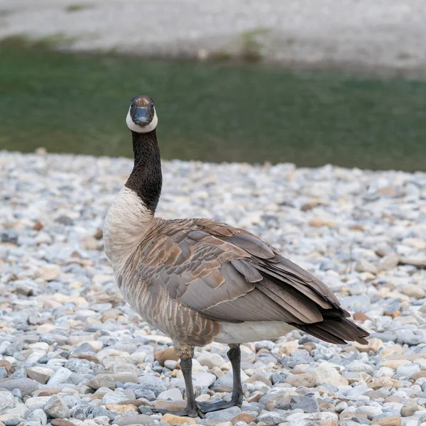 Ganso Canadá Branta Canadensis Imagen Tomada Parque Nacional Banff Alberta —  Fotos de Stock