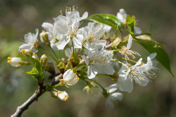 Сладкая вишня, Prunus avium — стоковое фото