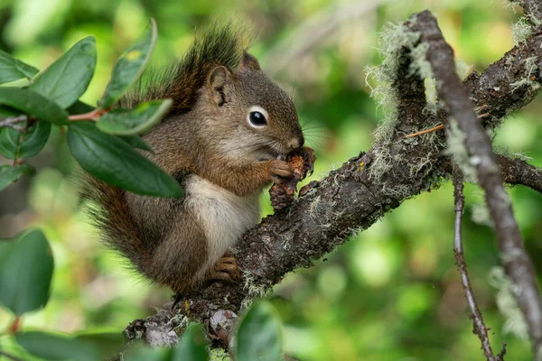 Red Squirrel, Tamiasciurus hudsonicus Стокове Фото