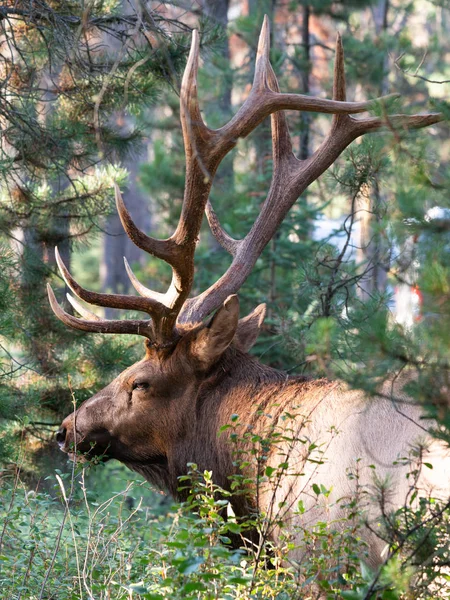 American elk, Cervus canadensis — Stok fotoğraf