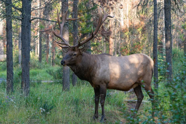 American elk, Cervus canadensis — Stok fotoğraf