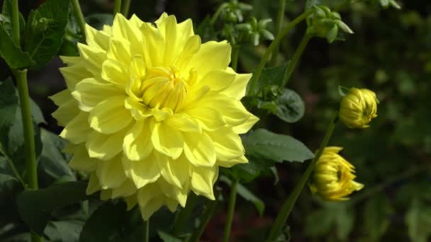 Dahlia Dahlia Flores Del Verano — Vídeos de Stock