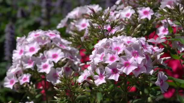 Garden Phlox Phlox Paniculata Flowers Summer — Stock Video