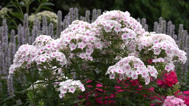 Garden Phlox Phlox Paniculata Flowers Summer — Stock Video