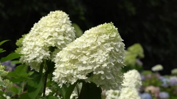 Hortensja Hortensja Paniculata Kwiaty Letnie — Wideo stockowe