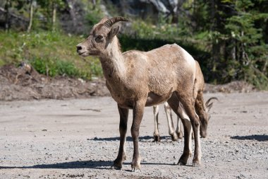 Bighorn koyunu, Ovis kanadensis