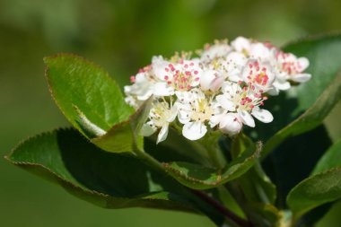 siyah chokeberry, aronia melanocarpa