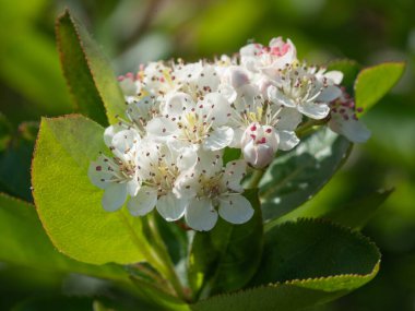 siyah chokeberry, aronia melanocarpa