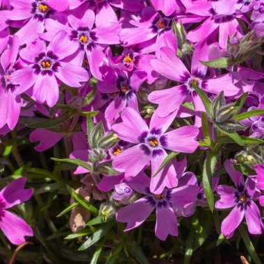 Moss Phlox, Phlox subulata