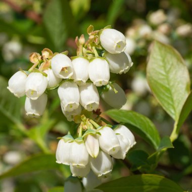 Blueberry, Vaccinium myrtillus