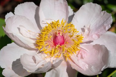 Peony, Paeonia