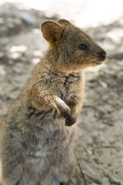Vida silvestre de Australia — Foto de Stock