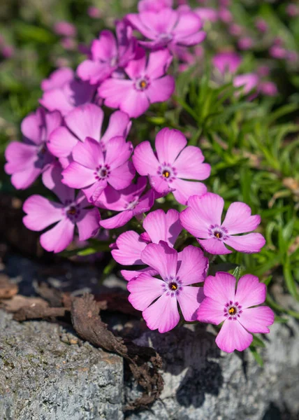 Flox de musgo, phlox subulata — Fotografia de Stock