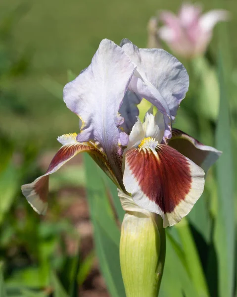 Deutsche Schwertlilie, Iris barbata-nana — Stockfoto