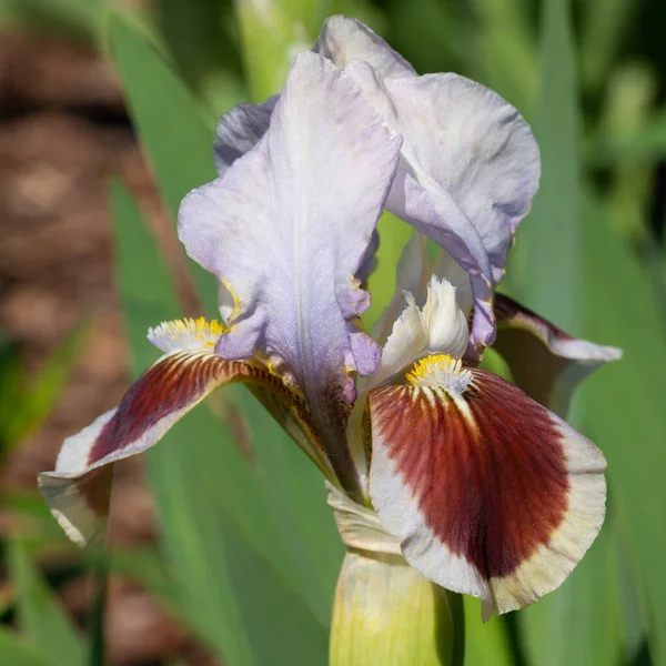 German iris, Iris barbata-nana — ストック写真