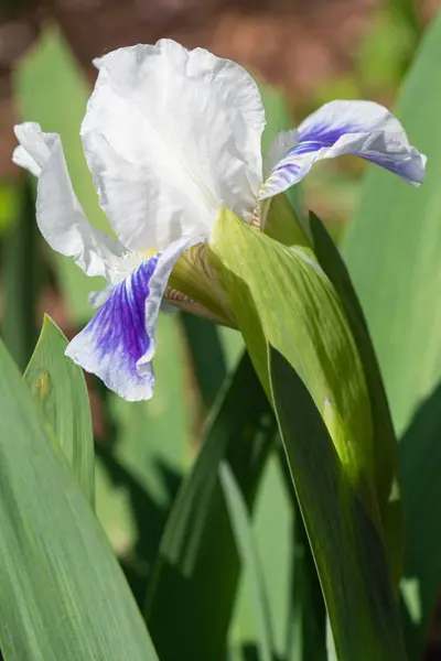Deutsche Schwertlilie, Iris barbata-nana — Stockfoto