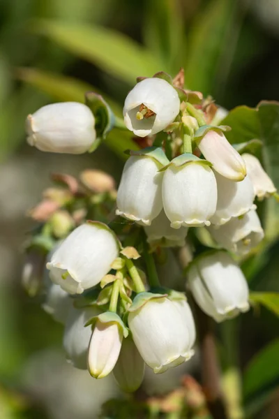 Blueberry, Vaccinium myrtillus Стокове Фото