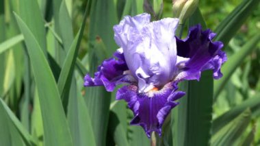 Alman iris (Iris barbata), çiçeğin başını kapat.