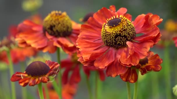 Helens Flower Helenium Flowers Summer — стоковое видео