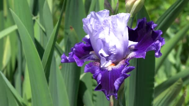 Німецький Ірис Iris Barbata Близько Голови Квітки — стокове відео