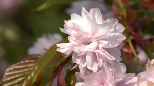 Hill Cherry Kiku Shidare Sakura Prunus Serrulata Blooms Springtime — Stock Video