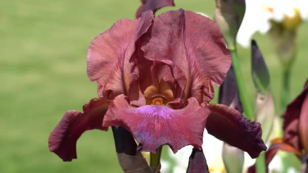 Alman Iris Iris Barbata Çiçeğin Başını Kapat — Stok video