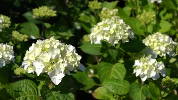 Penny Mac Hydrangea Macrophylla Fiori Estate — Video Stock