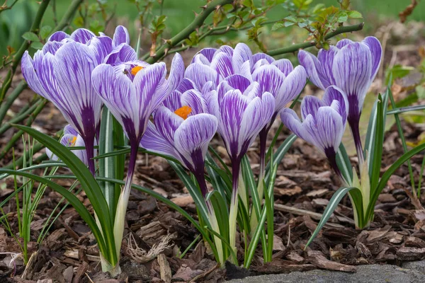 クロッカス 春の花の終わり — ストック写真