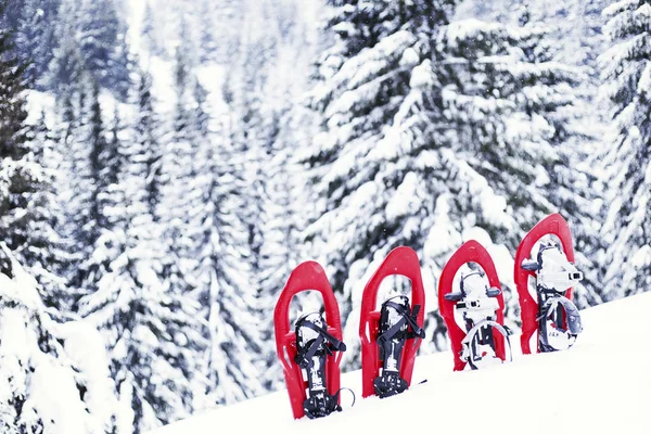 Caminhadas de inverno.Caminhadas de inverno nas montanhas em sapatos de neve com mochila e tenda . — Fotografia de Stock