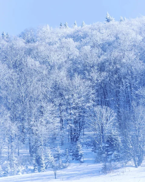 Copertura di prima neve su una foresta.Copertura di prima neve su una foresta . — Foto Stock