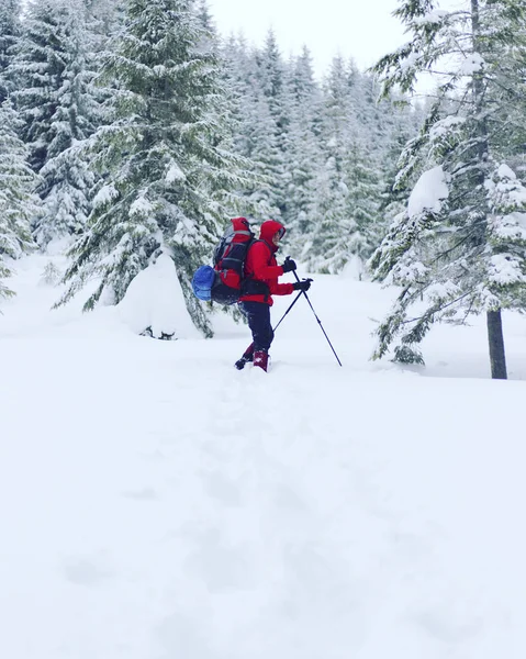 Caminhadas de inverno.Caminhadas de inverno nas montanhas em sapatos de neve com mochila e tenda . — Fotografia de Stock