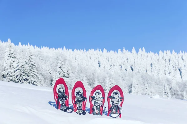 Caminhadas de inverno.Caminhadas de inverno nas montanhas em sapatos de neve com mochila e tenda . — Fotografia de Stock